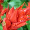Salvia splendens
