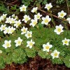 Saxifraga