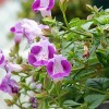 Torenia