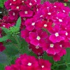Verbena