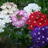 verbena colgante