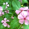 Vinca